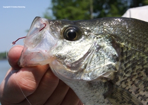 Tru-Turn Hooks are awesome for crappie.
